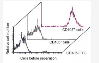 Separation of CD105+ endothelial cells from a single-cell preparation of umbilical cord vein tissue using CD105 MicroBeads, an MS Column, and a MiniMACS Separator.